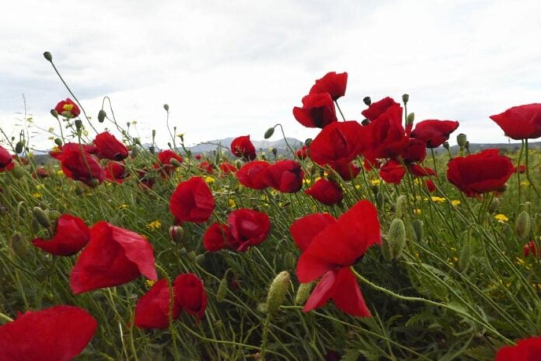 πρωτομαγιά