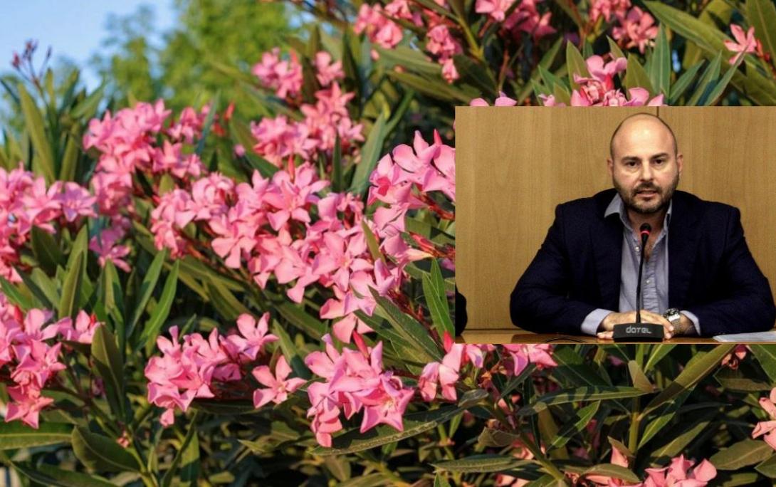 ΣΤΑΣΙΝΟΣ ΠΙΚΡΟΔΑΦΝΗ