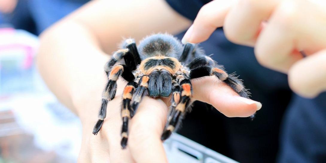 ταραντουλα