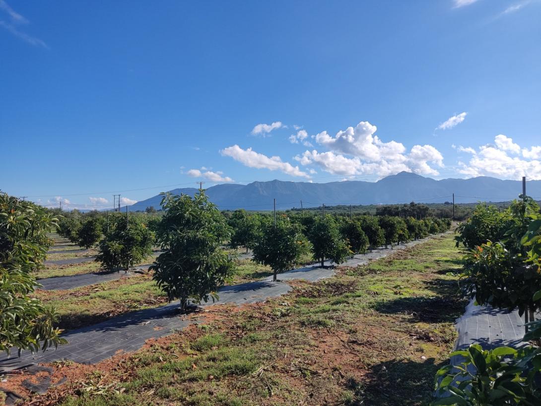 Αβοκάντο