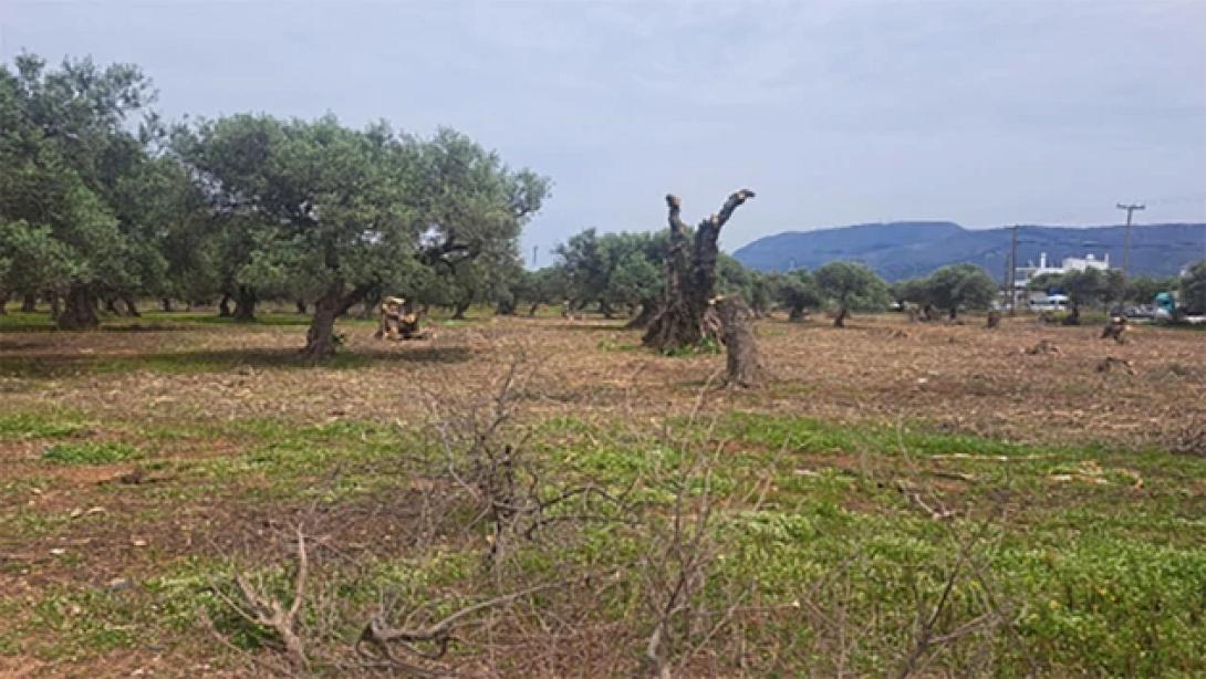 μουρνιες δεντρα