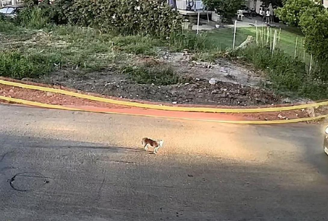 Σκύλος Γαστούνης