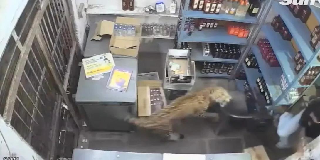 Λεοπάρδαλη
