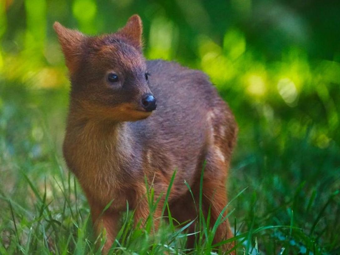 pudu