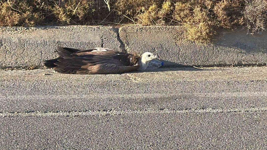 γυπας