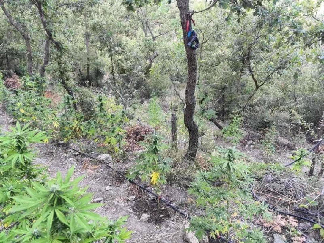 χασισοφυτεια καλαματα