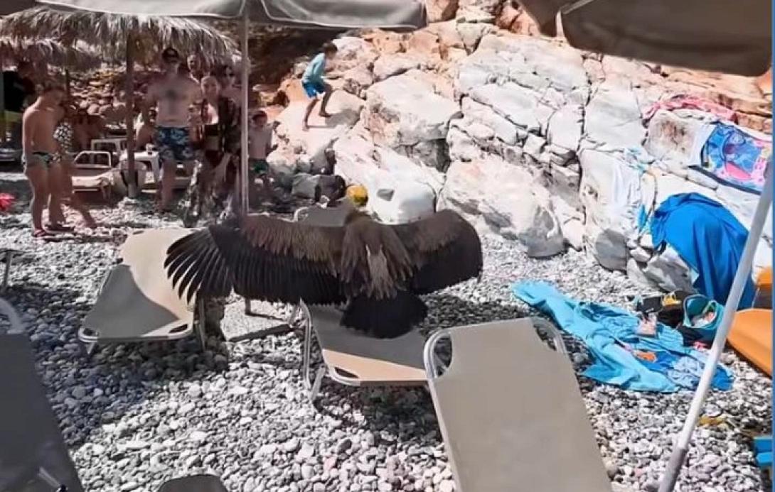 Γύπας Σφακιά
