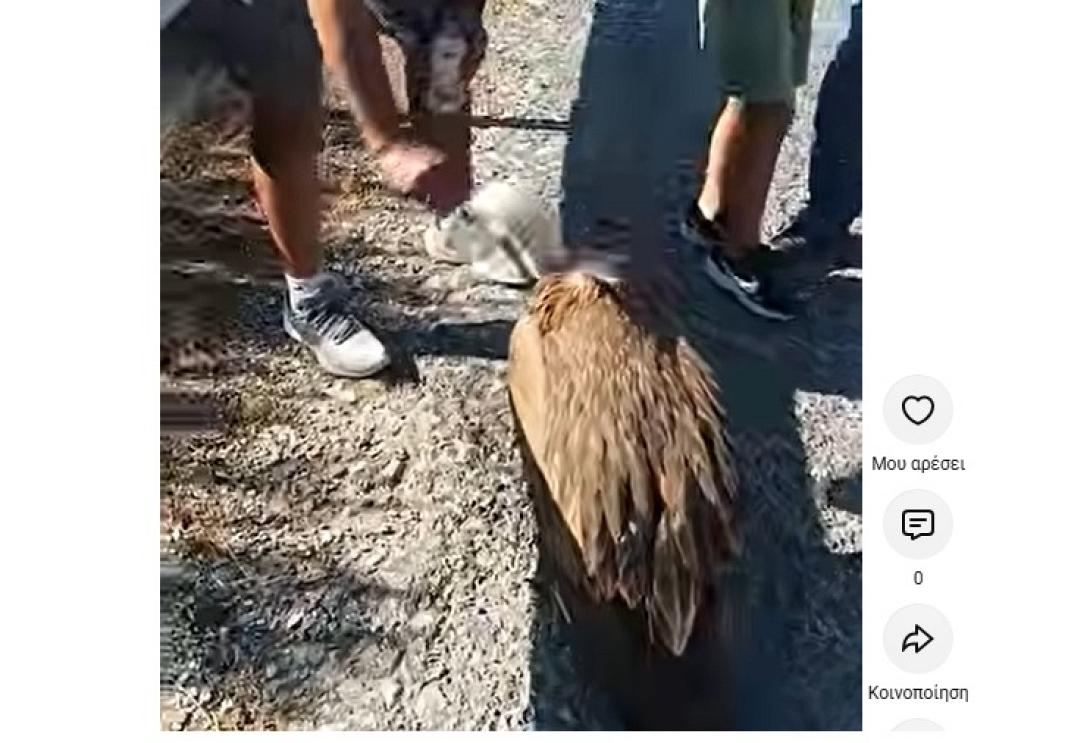 Γυπαετός
