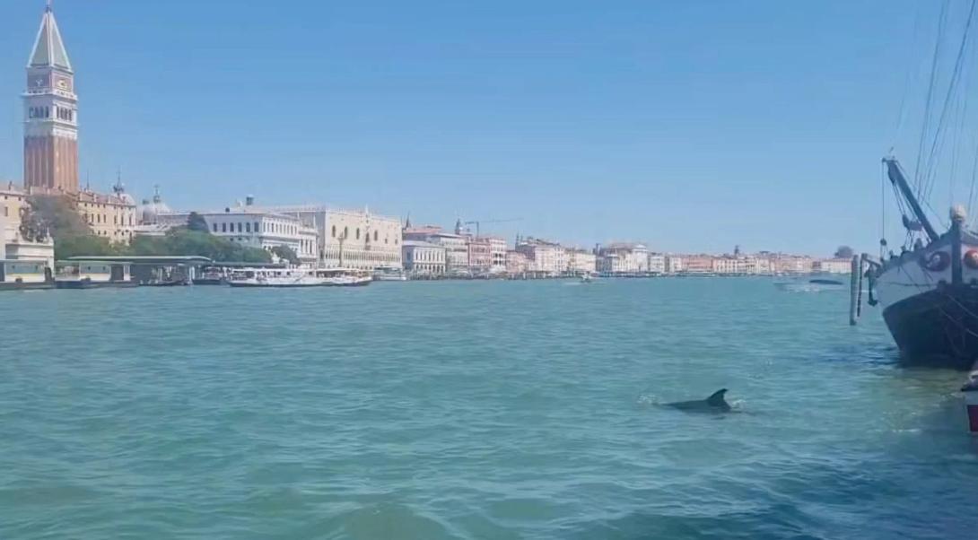δελφινι βενετια