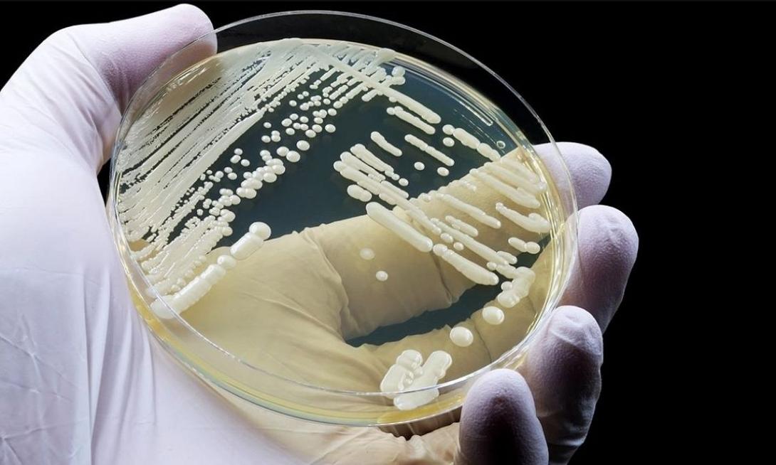 μύκητας Candida auris