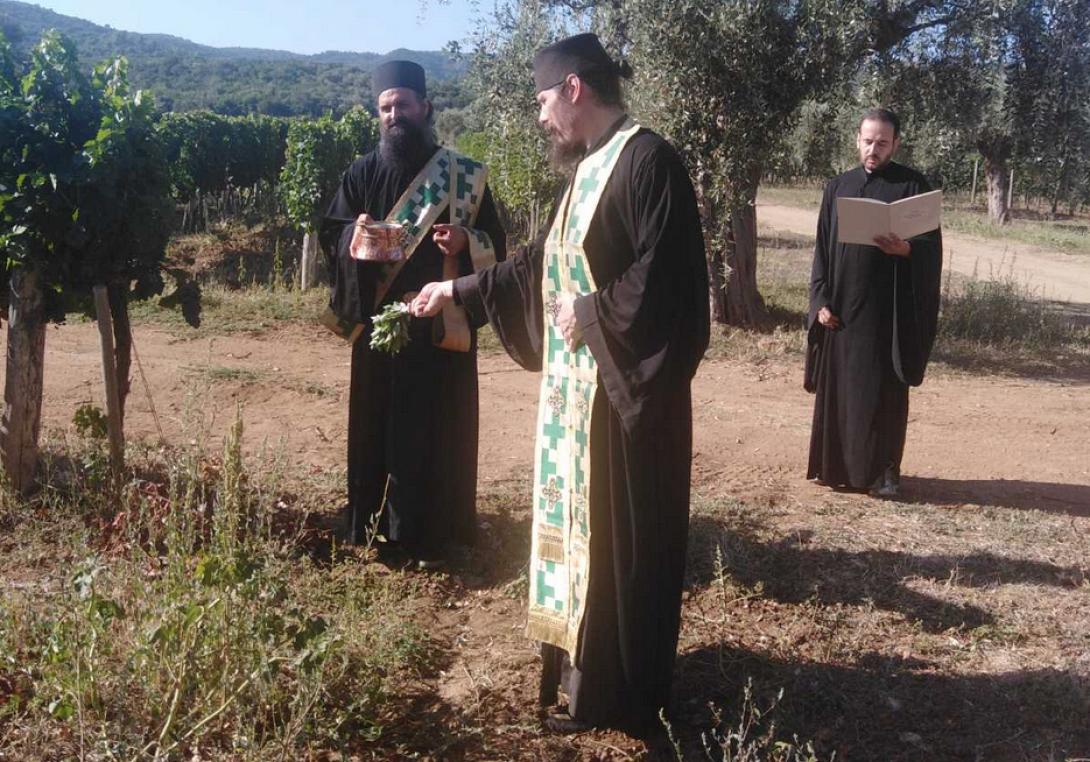 τρυγος αγιο ορος 