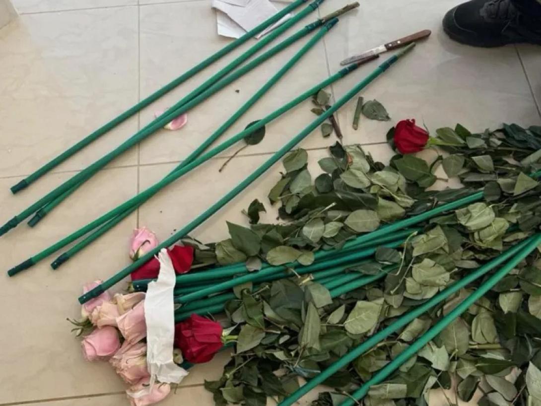 τριαντάφυλλα κοκαϊνη