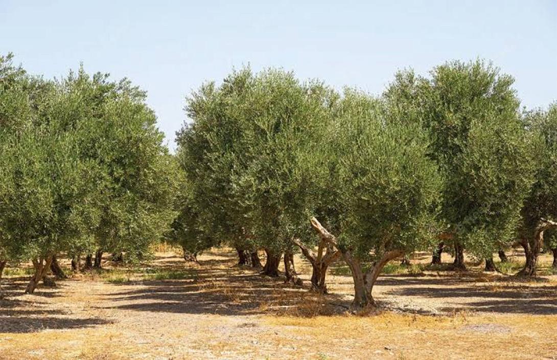 ΕΛΑΙΩΝΑς 