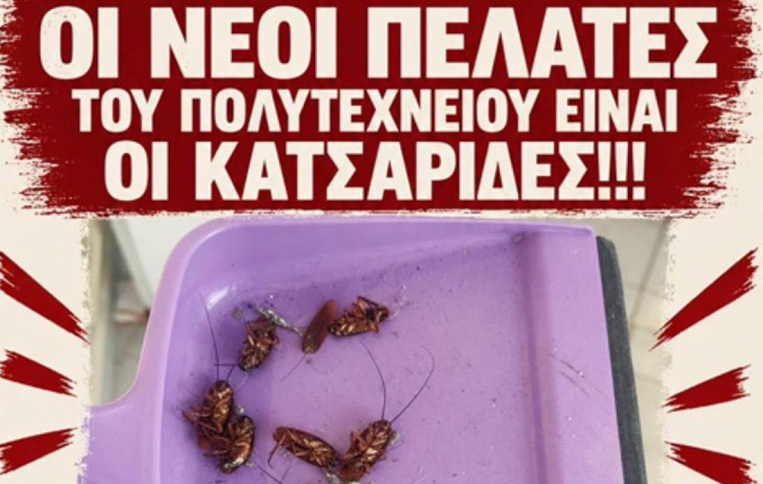 Κατσαρίδες