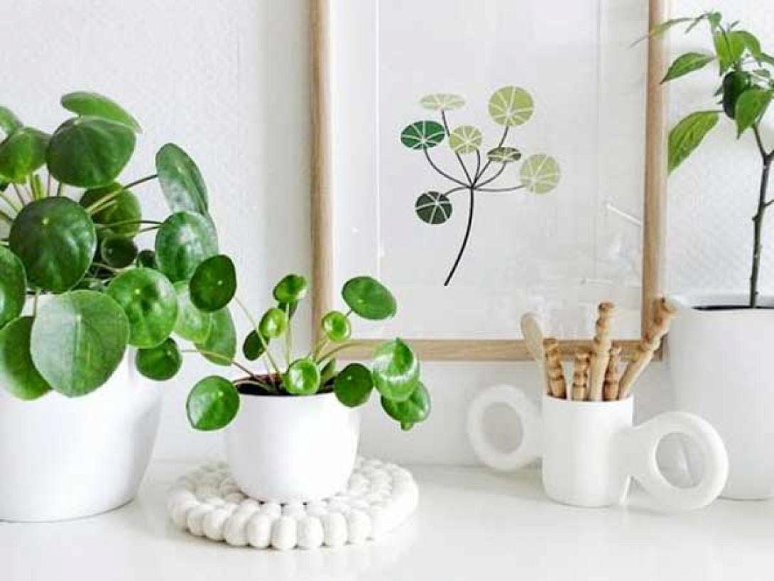 pilea