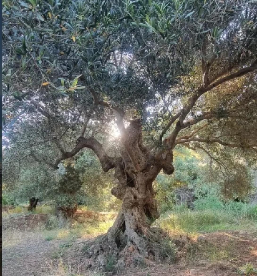 πλακιας