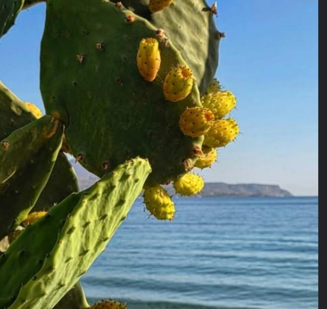 καλύβες