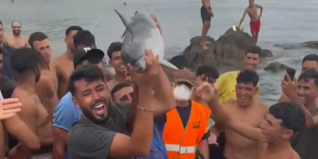 Θέουτα δελφίνι μετανάστες