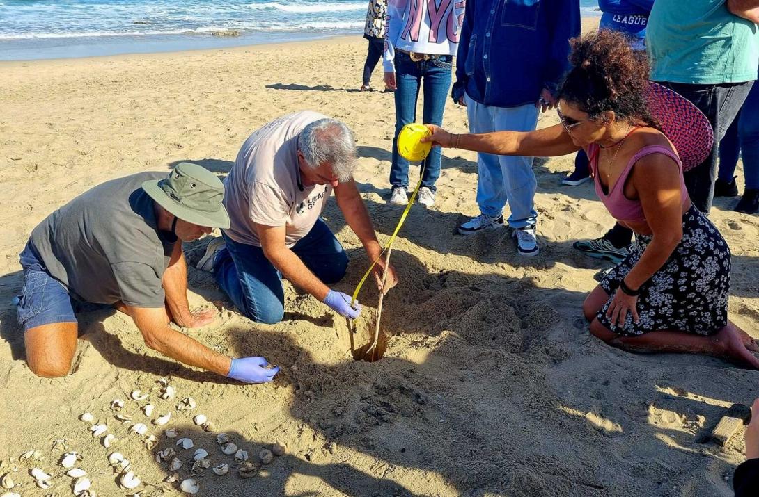 χανια καρετα καρέτα 