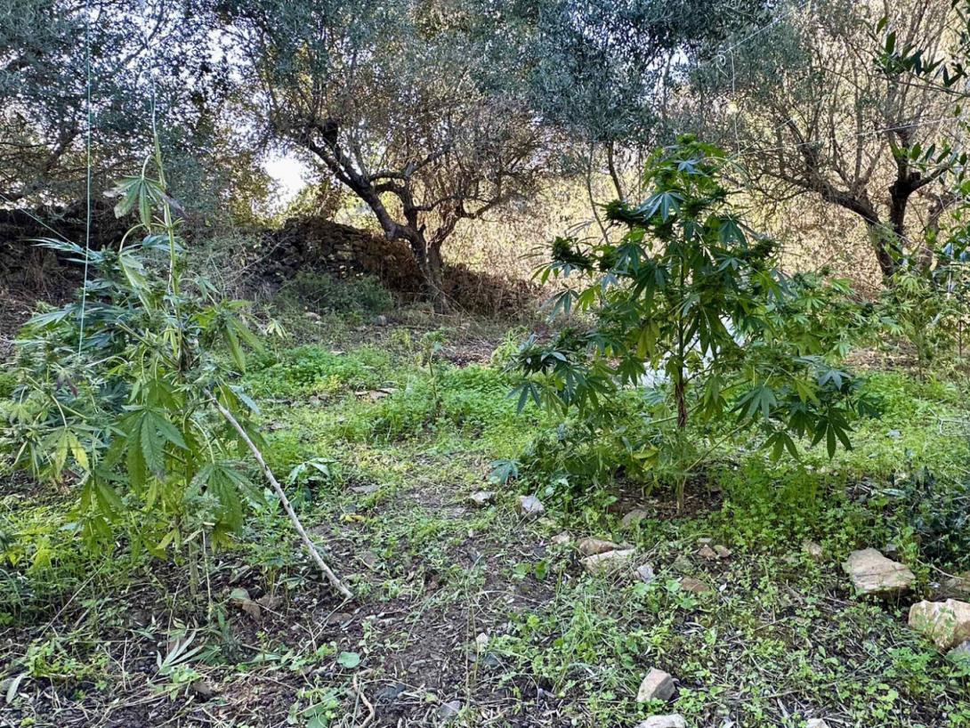 φυτεία 