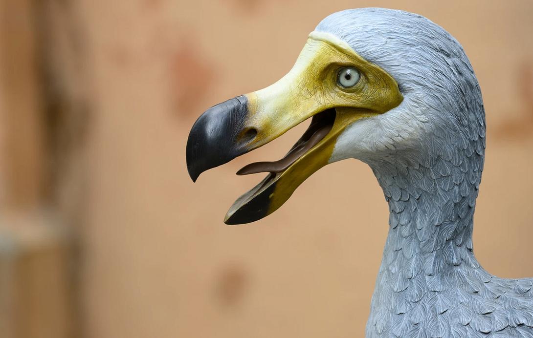 dodo