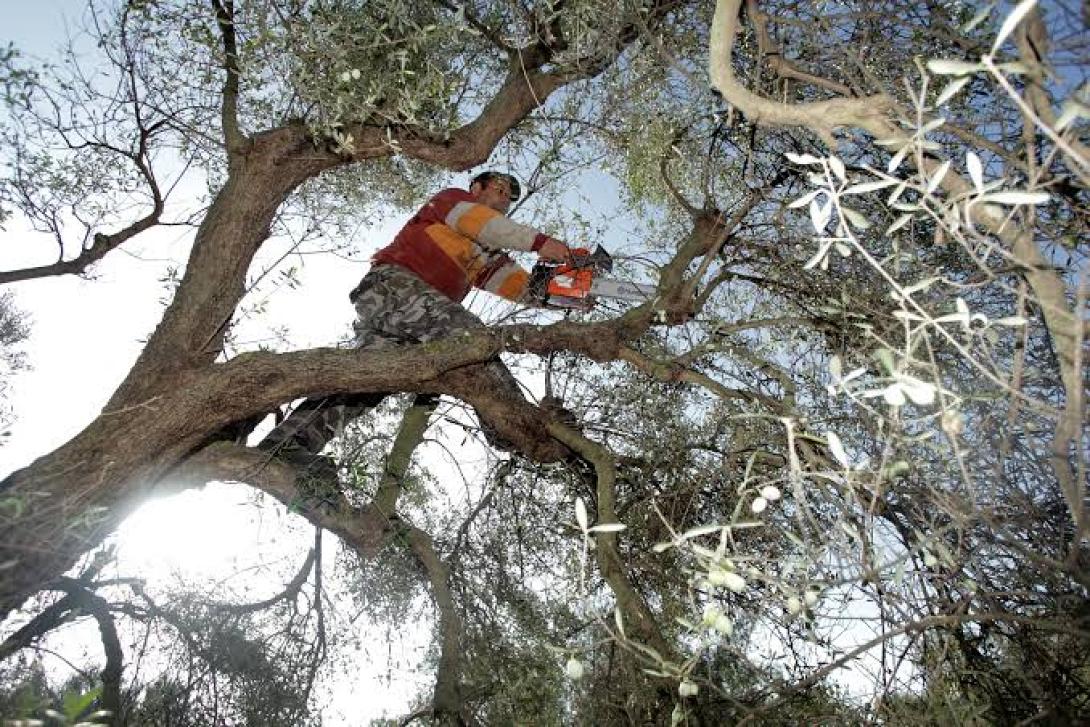 κλαδεμα ελιας 