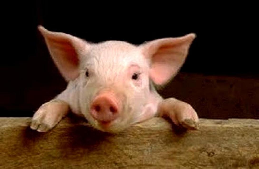 Γουρούνι στο τσιγκέλι κρέμασαν έξω από το Υπουργείο Οικονομικών