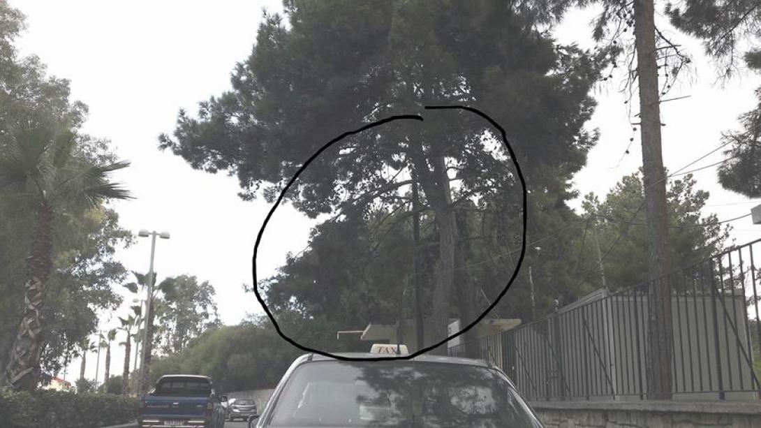 κλαδιά βενιζέλειο