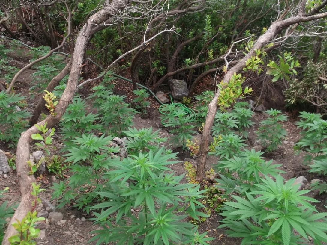 φυτεία ρέθυμνο