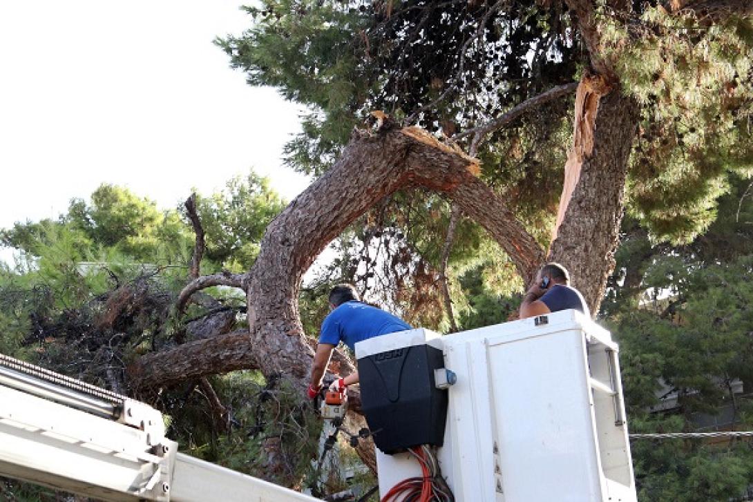 πεύκο λευθεραίου