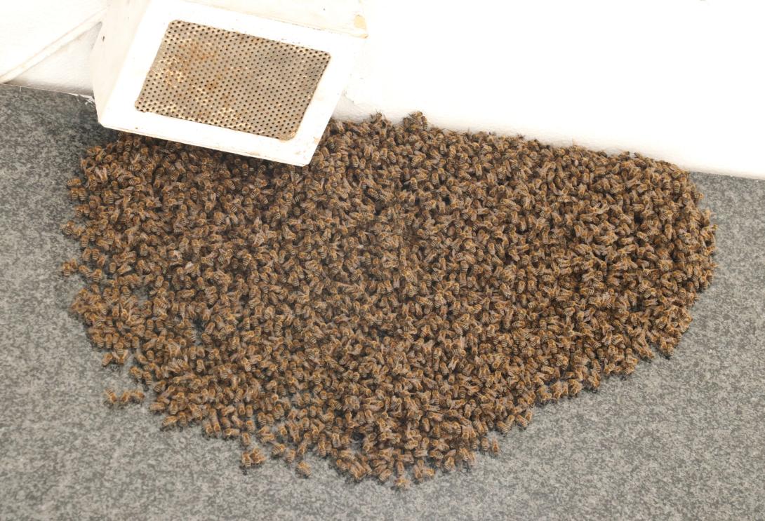 μελισσι μελισσες.jpg