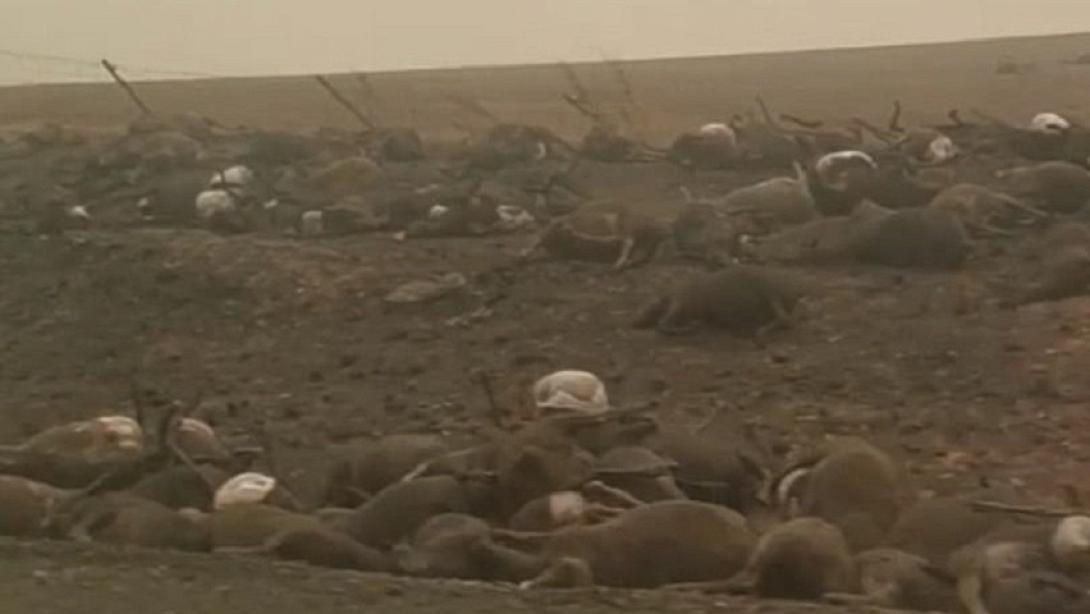 Σοκαριστικό βίντεο με χιλιάδες καμένα κουφάρια κοάλα, καγκουρό και προβάτων.jpg