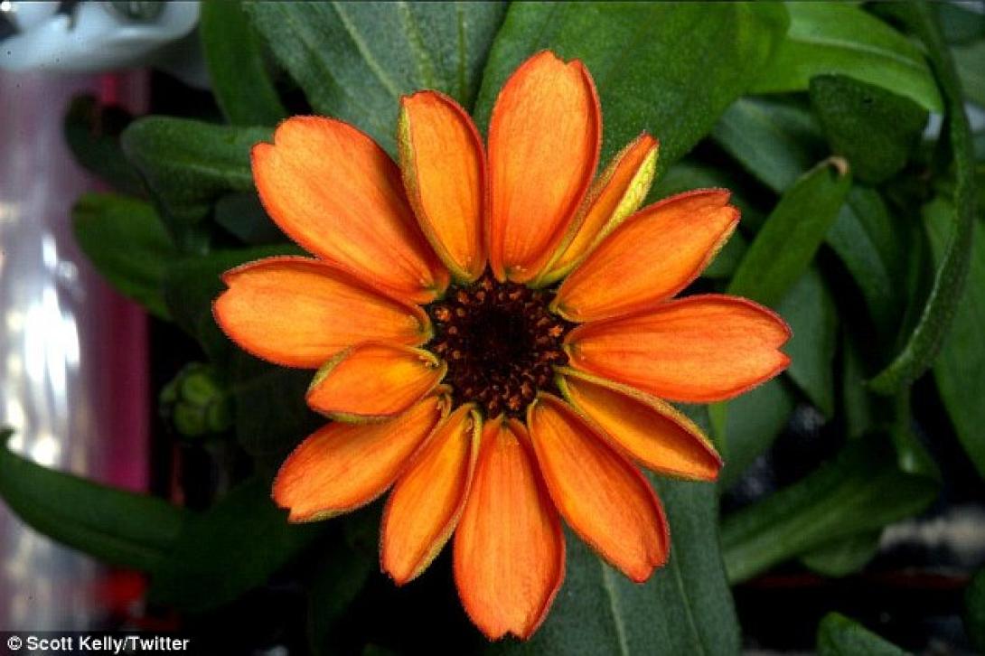 space flower
