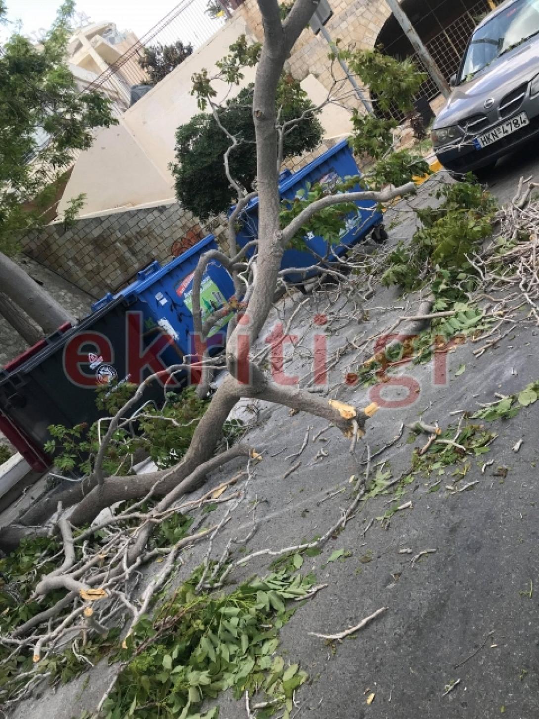 δεντρο πτωση.jpg