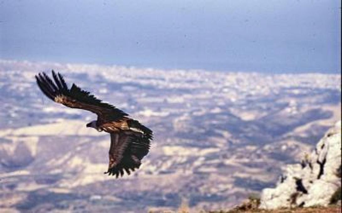 αετος,natura
