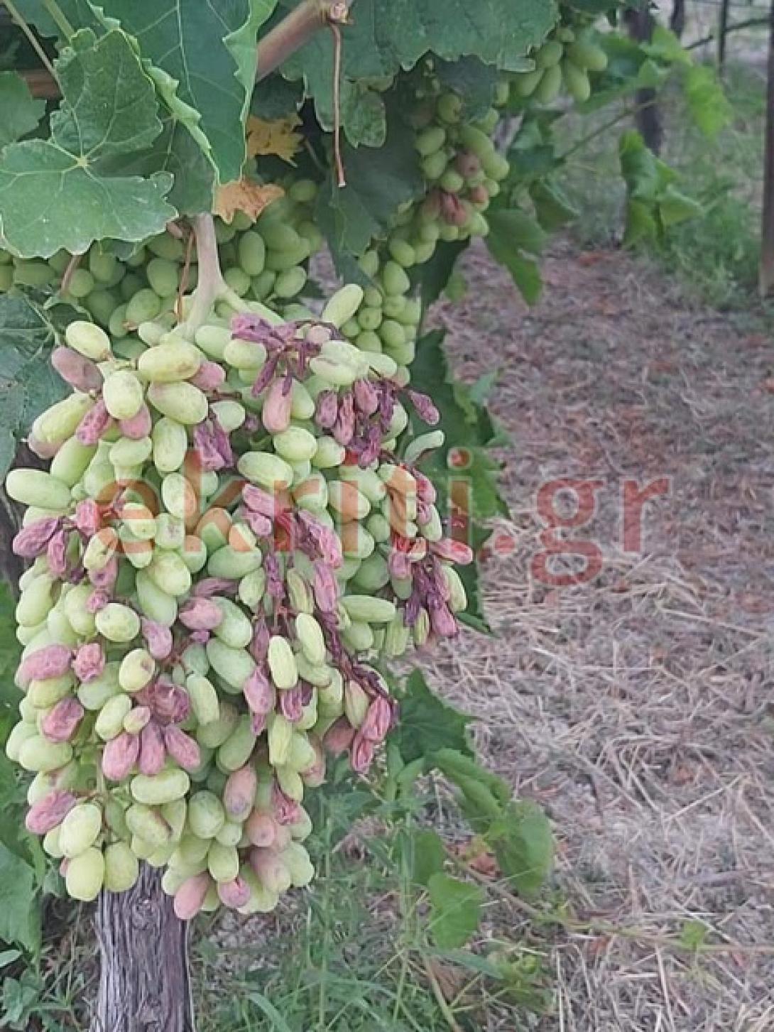 αμπέλια καύσωνας