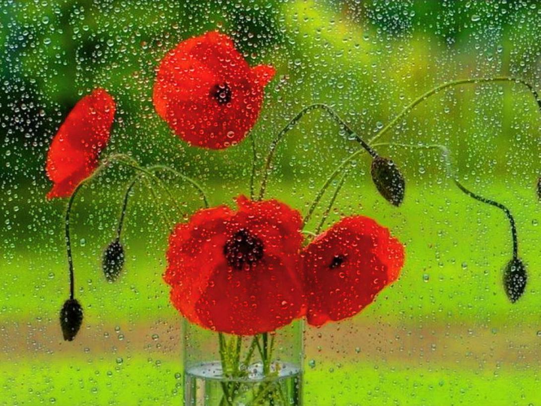 spring-rain.jpg