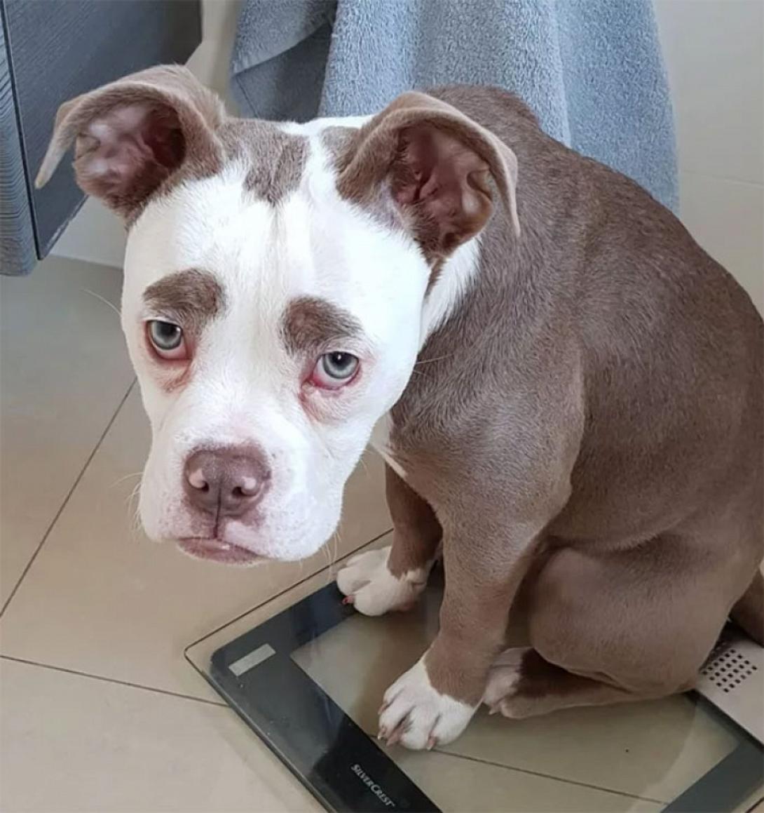 θλιμμένο σκυλί