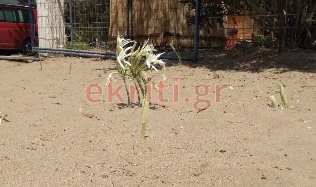 κρινάκια κρήτη