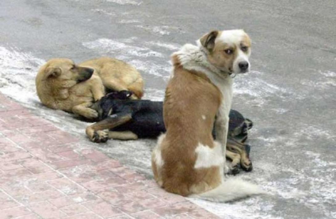 αδέσποτα