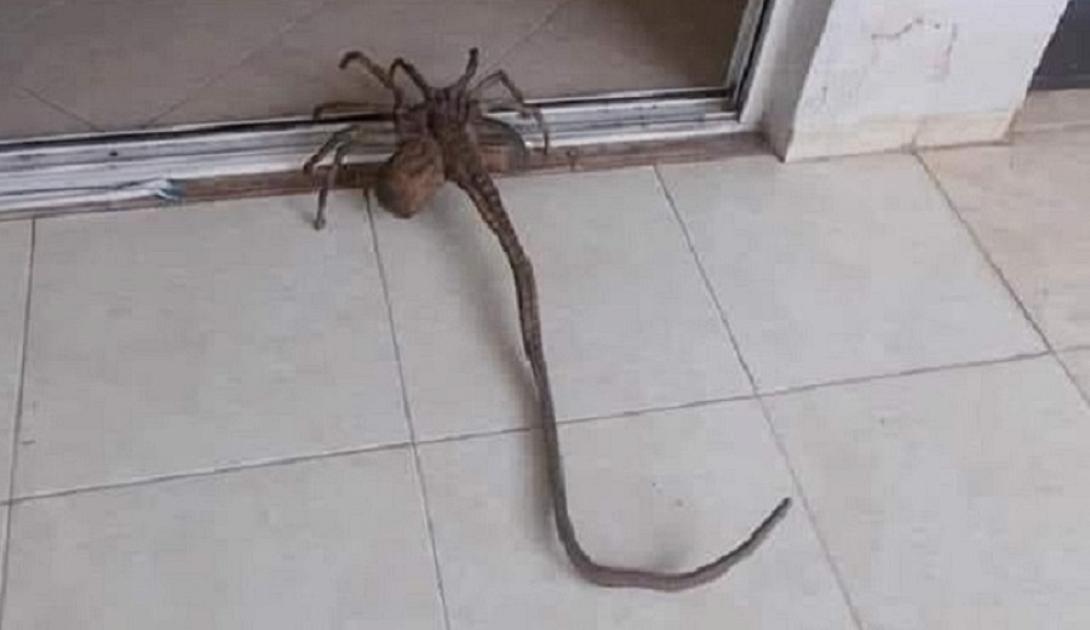 Γιγαντιαία αράχνη