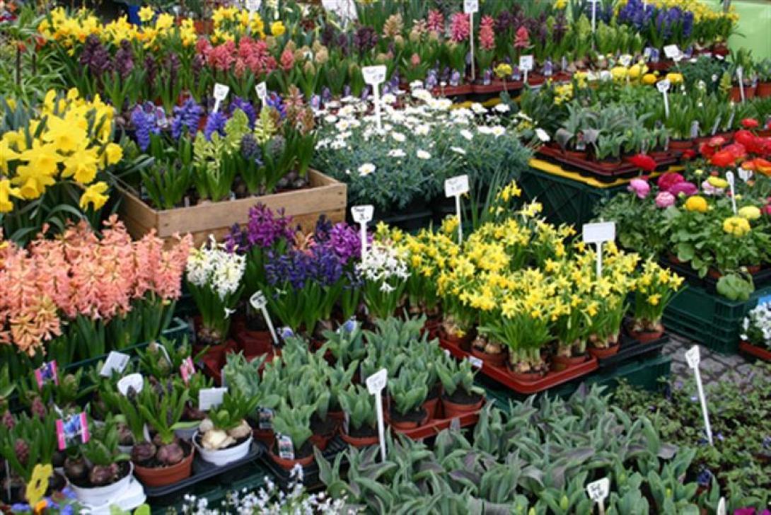 φυτα,εκθεση