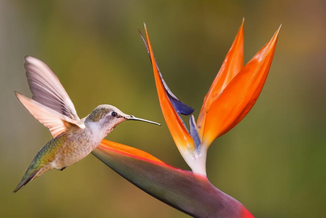 πουλί -λουλούδι