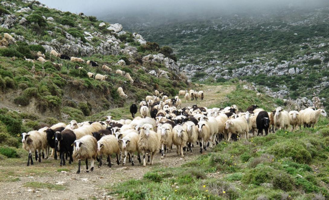 κτηνοτροφία