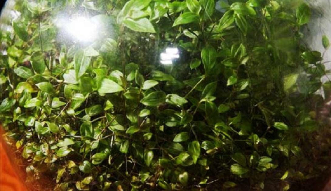 Tradescantia το αθάνατο φυτό