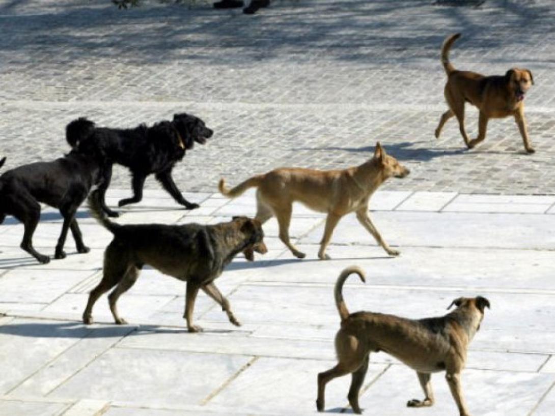 Επιθεση απο σκυλια