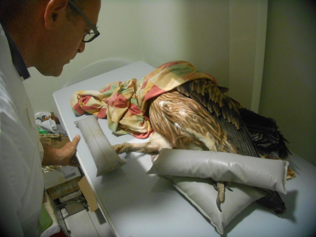 γυπας,χειρουργείο