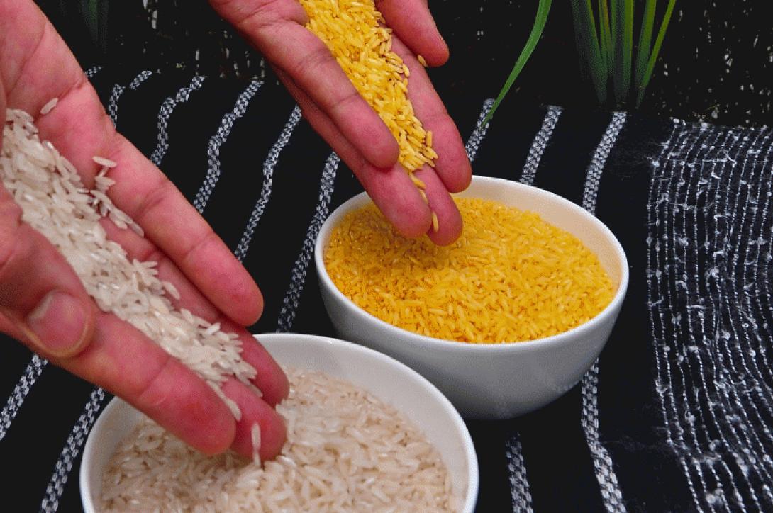 6287_golden_rice.png