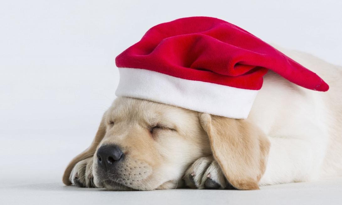 Κατοικίδια influencers κερδίζουν έως και 32.000 δολάρια για κάθε ανάρτηση στο instagram.jpg