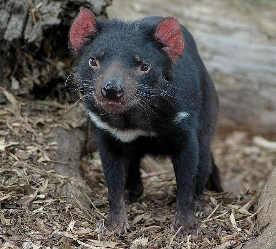 tasmanian_devil